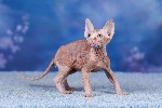 Кошки, котята объявление но. 4315307: Питомник сфинксов,  эльфов,  бамбино Скорпион