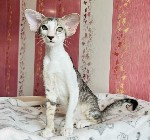 Эти котята обладают ярким характером — игривые,  ласковые и очень умные.  Они выросли в любящей домашней обстановке,  благодаря чему хорошо социализированы и чувствуют себя комфортно в окружении людей ...
