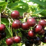 Питомник растений и крупномеров предлагает саженцы с закрытой корневой системой.  
Арбор питомник занимается продажей растений в горшках и в коме с землей более 17 лет.  

У нас выращиваются нескол ...