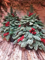 Растения объявление но. 4129541: «Ёлочный Базар» - живые елки в Серпухове