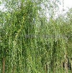 Растения объявление но. 4249018: Крупномеры в Москве и Подмосковье с доставкой и посадкой