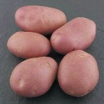 Фермерство «Сатурн-2» предлагает оптовые поставки овощей,  доступные всесезонно,  но в чем же секрет круглогодичных продаж без перерывов? В грамотном подборе сортов картофеля,  в том числе популярных  ...