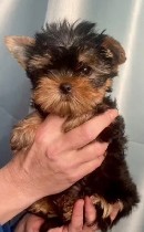 Услуги объявление но. 4188859: Йорки мини.  Щенки