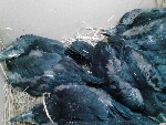Разное объявление но. 4353599: Вороны Чёрные ручные