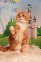 Питомник предлагает на продажу котят породы МЕЙН КУН.  
С документами и прививками.  
котята приученны к когтеточке сухому корму и туалету. ...