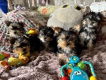 Собаки, щенки объявление но. 4277791: Йоркширский терьер мини,  есть доставка