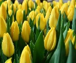 Растения объявление но. 4199737: Тюльпаны оптом от производителя на 8 марта