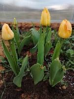 Девушка, ищу парня объявление но. 4277314: Новенькая и азартная! Буду только 2 дня! Госпожа.  И не только.  29 ЛЕТ.  5000