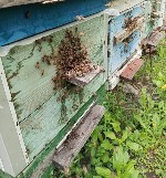 Разное объявление но. 3674829: Пчёлы - собepу пчелопакеты