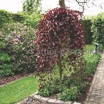 Растения объявление но. 4270893: Саженцы яблони из питомника,  с доставкой и посадкой по низкой цене