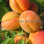 Растения объявление но. 4070034: Плодовые деревья и плодовые крупномеры (большемеры) взрослые деревья из питомника