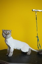 Услуги ветеринара объявление но. 4305328: Стрижка кошек Астана без помощи хозяина линька кошек вычес 87079333066