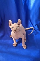 Кошки, котята объявление но. 3812994: Котята Эльф