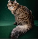 Разное объявление но. 3532431: Питомник кошек сибирской породы традиционного окраса