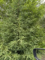 Подработка для худеньких со стоячей грудью.  Чем меньше грудь тем лучше .  30 минут потрогаю грудь в автомобиле плачу 1000 руб.  и вы свободны никакого секса ничего лишнего все можем обсудить любые до ...