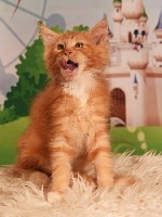 Животные и растения объявление но. 3989365: котят породы МЕЙН КУН