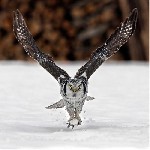 Разное объявление но. 4353601: Совы ручные домашние