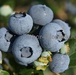 Саженцы голубики из питомника Арбор с доставкой и услугой посадки в Москве и Подмосковье.  

Питомник Арбор предлагает саженцы голубики по низким ценам.  У нас вы найдете растения от 3 до 12 лет.  В ...