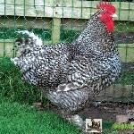 Животные и растения объявление но. 4104607: Индоутки