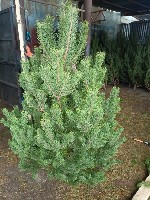 Растения объявление но. 4129541: «Ёлочный Базар» - живые елки в Серпухове