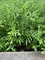 Растения объявление но. 4219347: Сеянцы,  саженцы хвойных растений из питомника