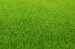 Разное объявление но. 3204611: Рулонный газон под ключ в Москве и Московской области,  заказать с доставкой и установкой