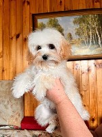 Мальтипу f1 мини
В нашем питомнике на данное время два помёта 10.05.25 и 23.05.25
Вес первого помёта будет до 2.8кг
Вес второго помёта будет до1.8кг.  
Привиты по возрасту.  
Готовы к переезду.   ...