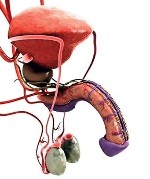 Разное объявление но. 3745498: cредство для увеличения члена