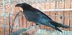 Разное объявление но. 4353599: Вороны Чёрные ручные