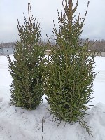 Растения объявление но. 4129541: «Ёлочный Базар» - живые елки в Серпухове