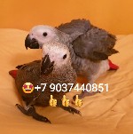 В продаже птенцы выкормыши 4 мес.  (окольцованные) краснохвостого жако из питомника.  Абсолютно ручные малыши.  
Признаки птенца жако - у молодых жако радужная оболочка глаза темного цвета,  гладкие  ...