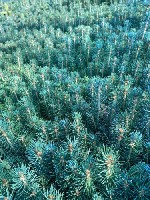 Растения объявление но. 4219347: Сеянцы,  саженцы хвойных растений из питомника