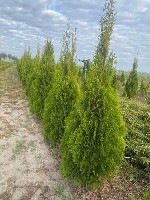 ФХ"Ева-Лэнд".  Предлагает в большом ассортименте хвойные растения,  деревья,  кустарники,  многолетники с закрытой корневой системой.  
Предоставляем все необходимые документы.  
Индивидуальный подх ...