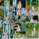 Собаки, щенки объявление но. 4022537: Щенки Австралийской овчарки/аусси от питомника ркф