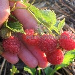 Питомник арбор предлагает саженцы малины:  малина крупноплодная,  ремонтантная,  в горшках и в коме с землей.  Растения ЗКС,  выращенные в Московской области.  

Среди сортов саженцев малины которые ...