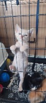 Кошки, котята объявление но. 4296084: Котята