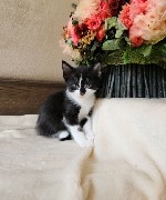 Котята ищут семью.  с Документами.  По всем вопросам пишите пожалуйста на емейл. 
elena. vital84@gmail. com ...