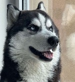 Разное объявление но. 3639861: Попробую кекс с вашей собакой или лошадью