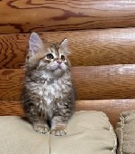 Разное объявление но. 3537527: Питомник кошек сибирской породы традиционного окраса