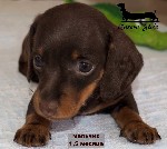 Предлагается клубный щенок г-ш таксы.  
Эффектного ШОКОЛАДНОГО окраса.  
Единственный в помете- Кроличий МАЛЬЧИК
(самая маленькая разновидность в породе!).  
Родился 19.04.24г.  
Ждем серьезных л ...