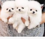 Породистые щенки померанского шпица

Номер WhatsApp:  +31 6 877 322 95.  Породистый померанский шпиц с родословной FCI.  У этого щенка маленькие ушки и милый маленький носик.  Хорошая шерсть.  На фо ...