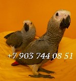 В продаже птенцы выкормыши 4 мес.  (окольцованные) краснохвостого жако из питомника.  Абсолютно ручные малыши.  
Признаки птенца жако - у молодых жако радужная оболочка глаза темного цвета,  гладкие  ...
