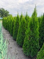 Растения объявление но. 4388484: Можжевельник скальный Блю Эрроу