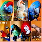 Предлагаем вам птенцов 4 мес.  крупных видов попугаев из питомника:  ара,  какаду,  амазон,  жако,  благородные попугаи,  веерные попугаи,  любые виды и подвиды.  Все малыши - абсолютно ручные,  ласко ...