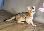 Кошки, котята объявление но. 4405579: Абиссинские котята — грация и интеллект в вашем доме