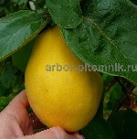 Растения объявление но. 3432893: Саженцы плодовых деревьев на весну с доставкой и посадкой