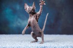 Кошки, котята объявление но. 4315307: Питомник сфинксов,  эльфов,  бамбино Скорпион