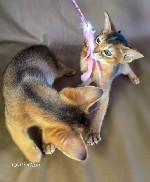 Кошки, котята объявление но. 4405579: Абиссинские котята — грация и интеллект в вашем доме