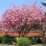 Сакура (вишня японская декоративная) в горшках для посадки купить в Москве и Подмосковье в интернет магазине и питомнике растений Арбор.  

Мы предлагаем такие сорта японской сакуры (она же вишня яп ...