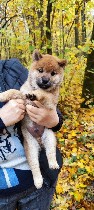 Услуги объявление но. 4063630: Сиба ину щенок с документами РКФ